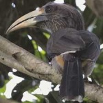 image of bird