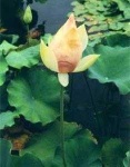 image of lotus