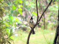 image of bulbul