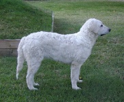image of kuvasz