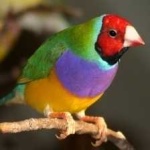 image of bird