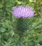 image of spear_thistle #39