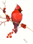 image of cardinal