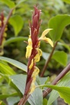 image of flower