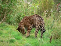 image of jaguar