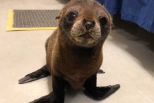 image of animal