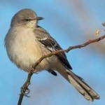 image of bird