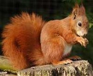 image of fox_squirrel