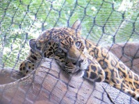 image of jaguar_car