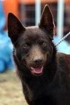 image of kelpie