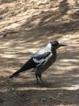 image of magpie