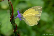 image of sulphur_butterfly #16