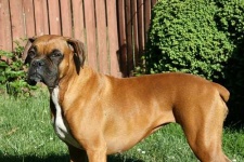 image of boxer