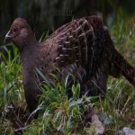 image of bird
