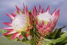 image of flower