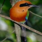 image of bird