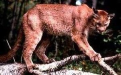 image of cougar_body