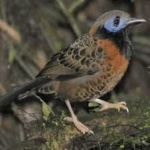 image of bird