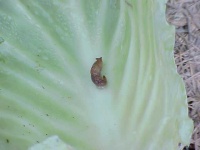 image of slug