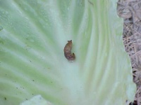 image of slug #10