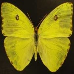 image of animal