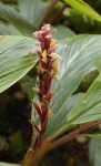 image of flower