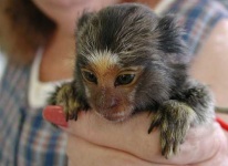 image of marmoset