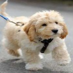 image of animal