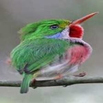 image of bird