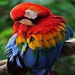 image of bird