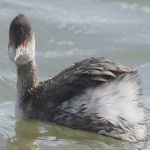 image of bird