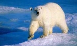 image of animal
