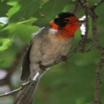 image of bird