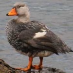 image of bird