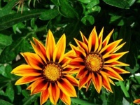 image of flower