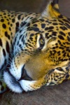 image of jaguar_car