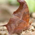 image of animal