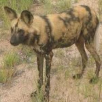 image of african_wild_dog #28