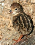 image of ruffed_grouse #28