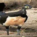 image of bird