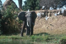 image of african_elephant