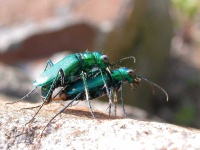 image of tiger_beetle #14