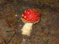 image of agaric