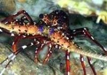 image of spiny_lobster