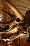 image of triceratops