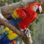 image of bird
