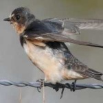 image of bird
