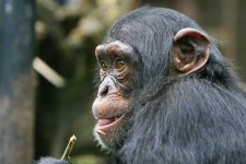 image of chimpanzee