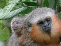 image of titi