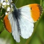 image of orange_butterfly #34